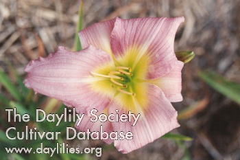 Daylily Butterfly Garden